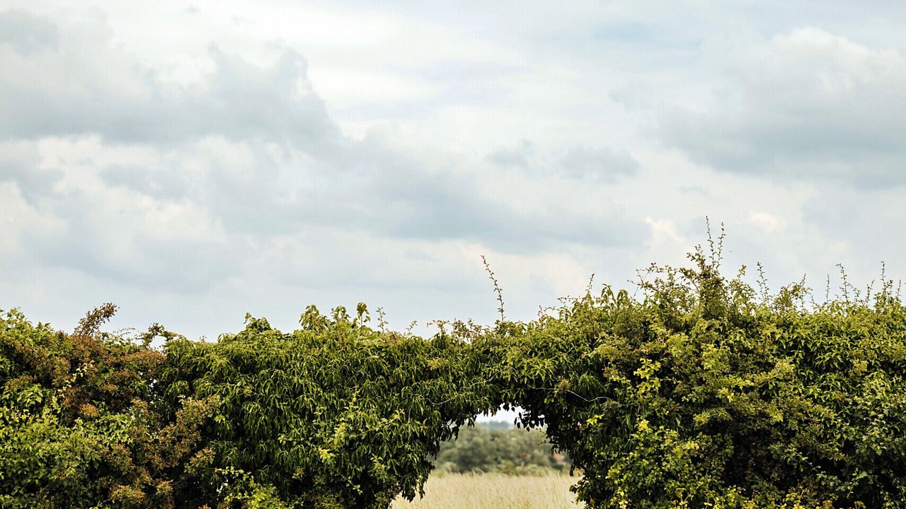 Photo of Others in Little Walsingham