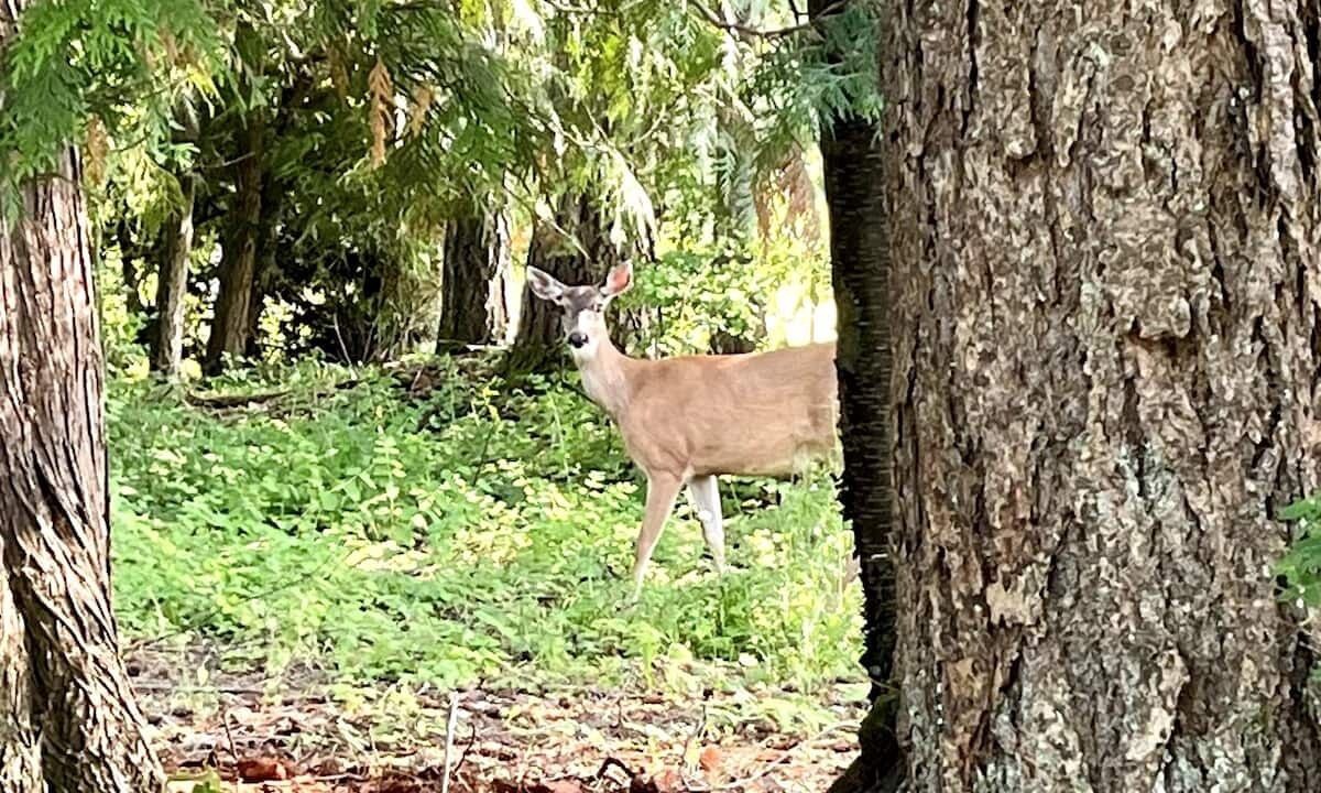 Photo of Others in Ferndale