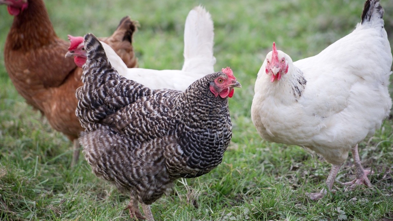 Photo of Outdoor in Hartland