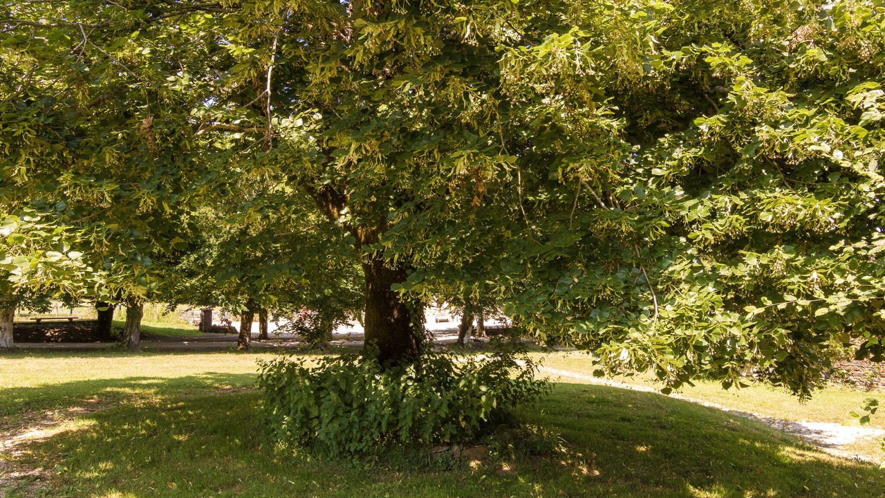 Photo of Others in Chalais