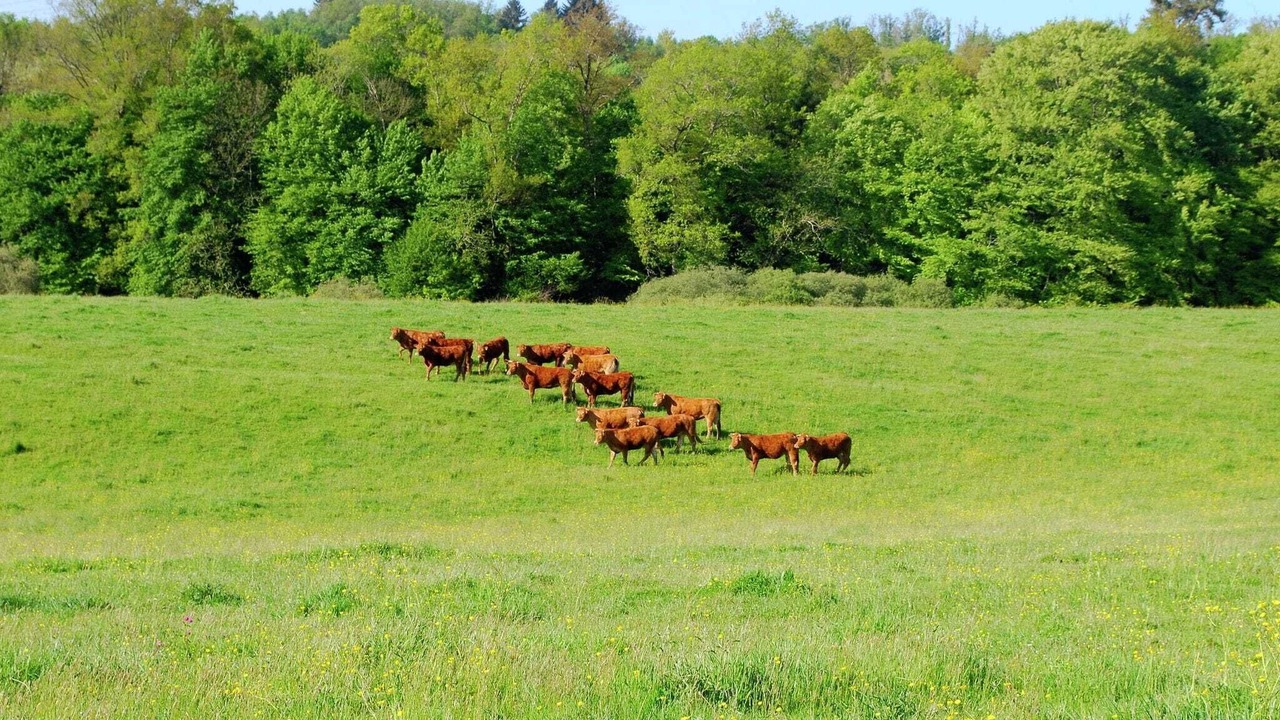 Photo of Others in Roussines