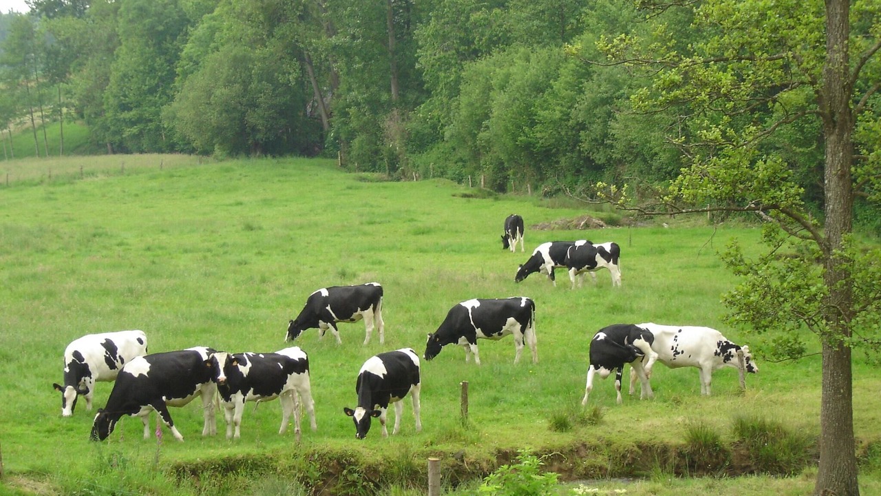 Photo of Others in Isigny-le-Buat