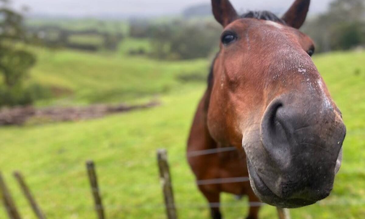 Photo of Others in Waiatarua