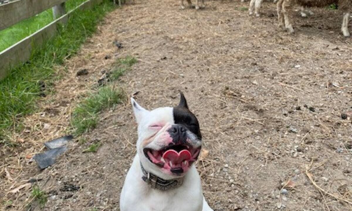 Photo of Others in Waiatarua