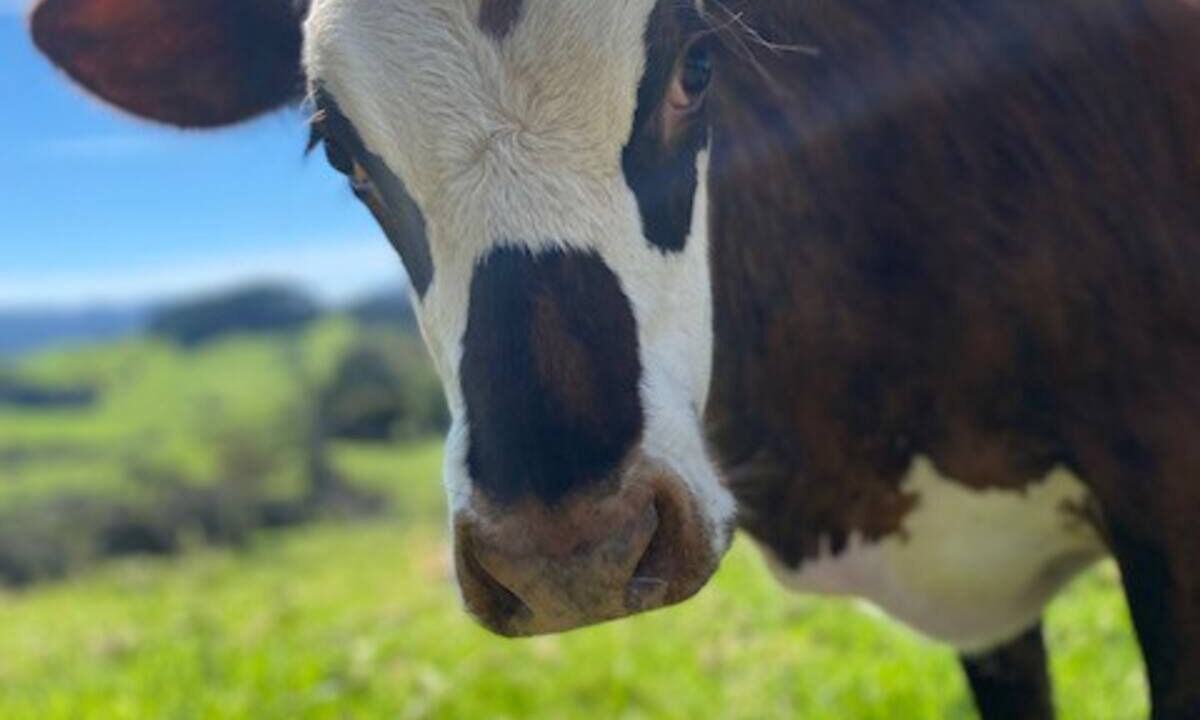 Photo of Others in Waiatarua