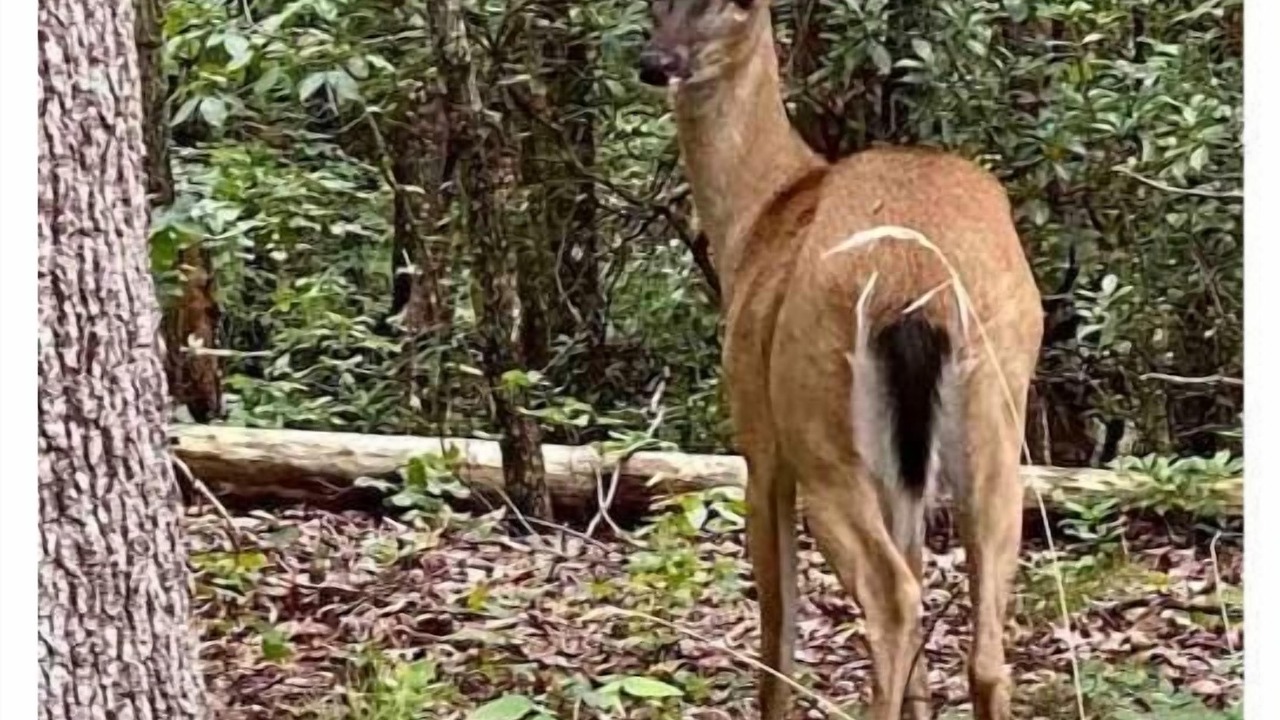 Photo of Others in Pickens