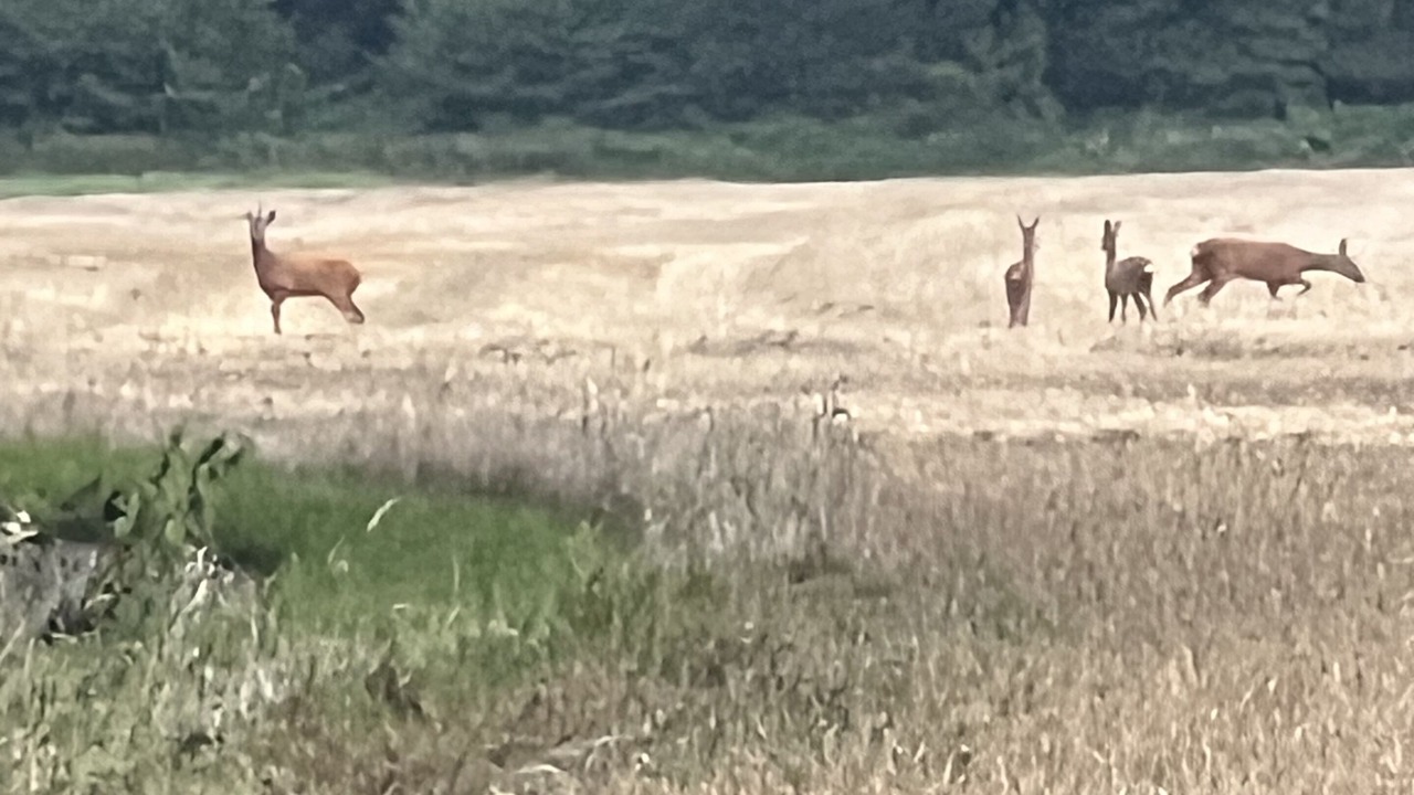 Photo of Others in Dorking