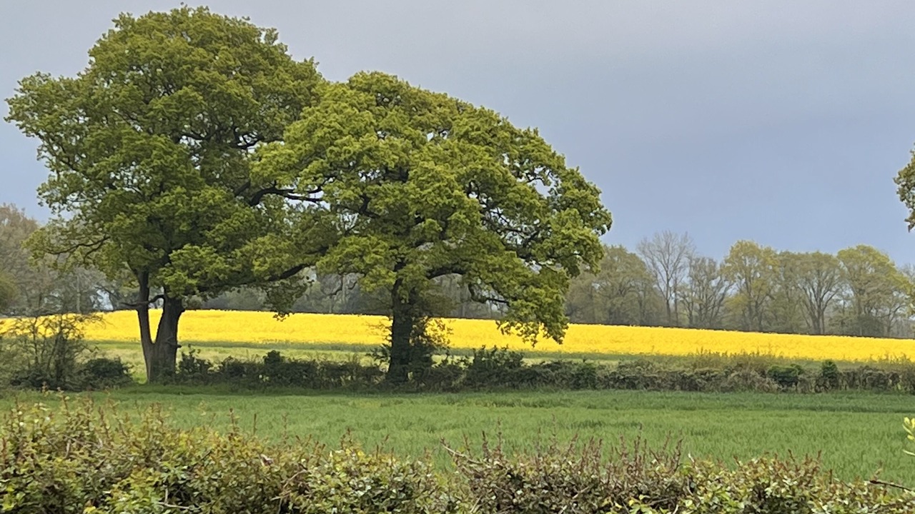 Photo of Others in Dorking