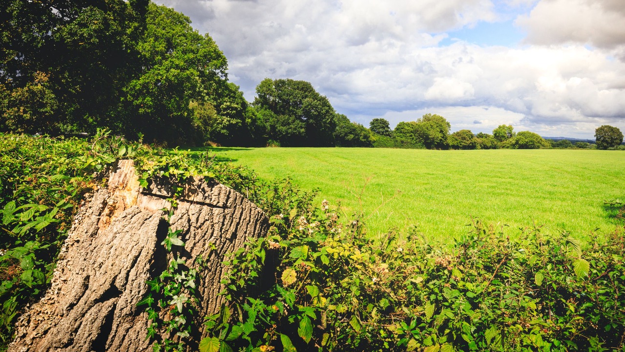 Photo of Others in Cymau