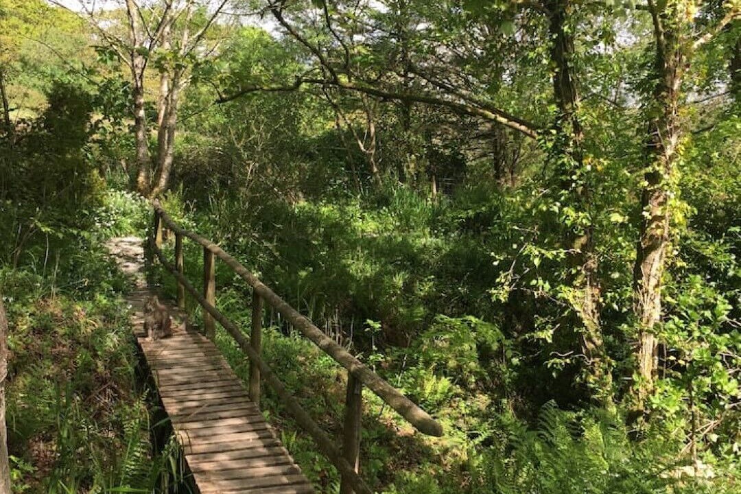 Photo of Outdoor in Bude