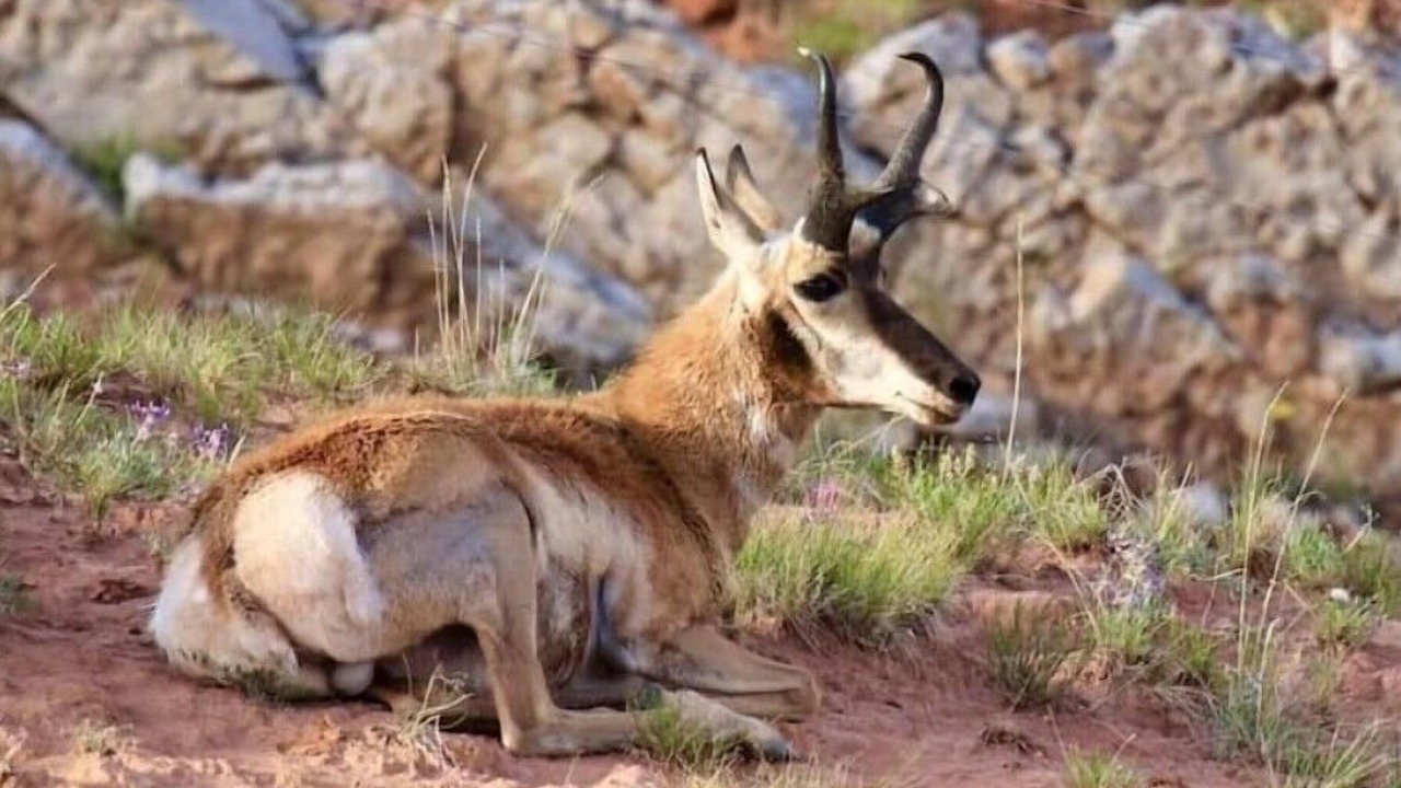 Photo of Bedroom in Thermopolis
