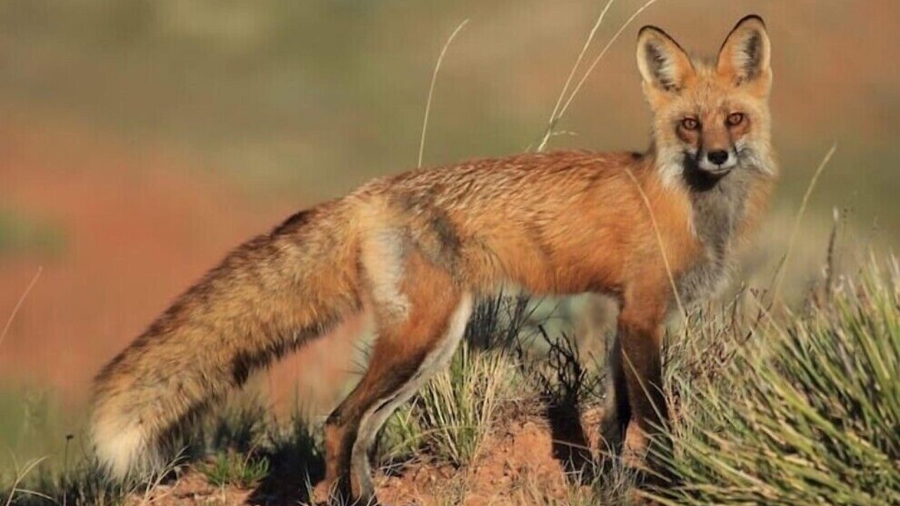 Photo of Others in Thermopolis