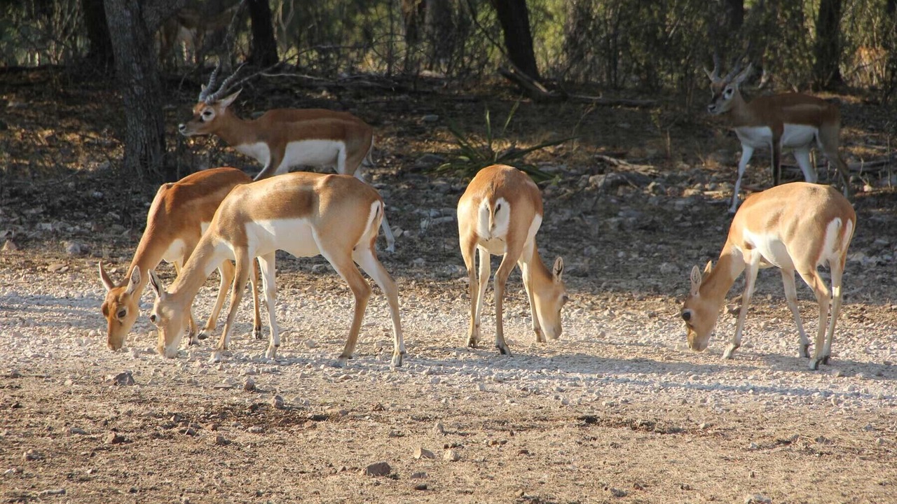 Photo of Others in Hondo