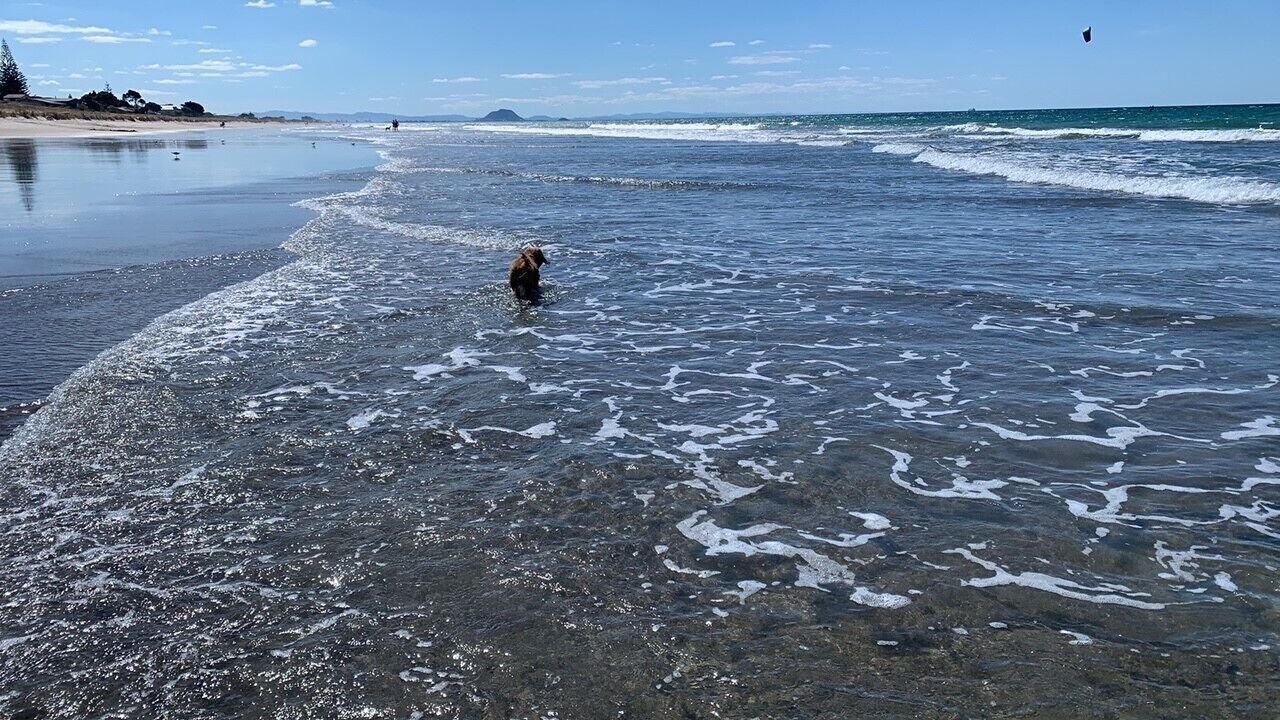 Photo of Others in Papamoa Beach
