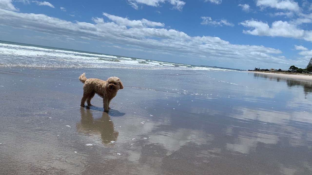 Photo of Others in Papamoa Beach