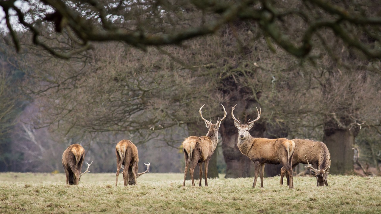 Photo of Outdoor in Windsor City Centre