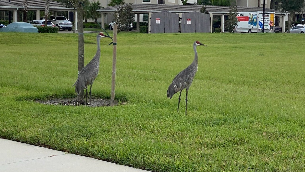 Photo of Outdoor in Braden River