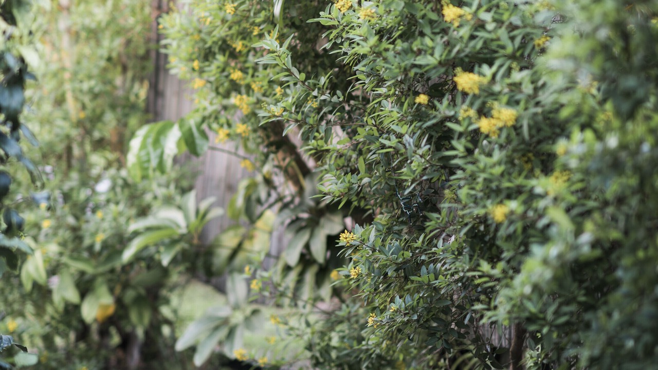 Photo of Outdoor in Kailua