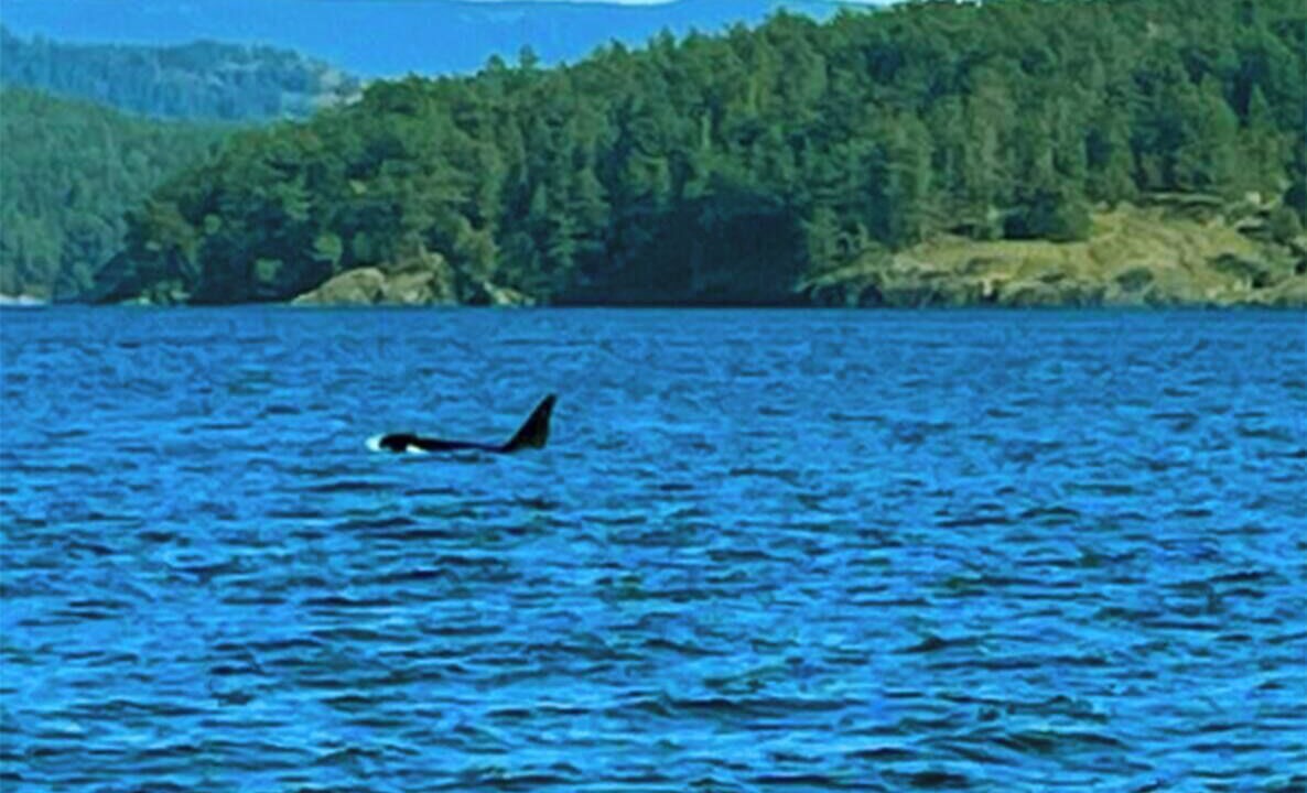 Photo of Others in Camano Island