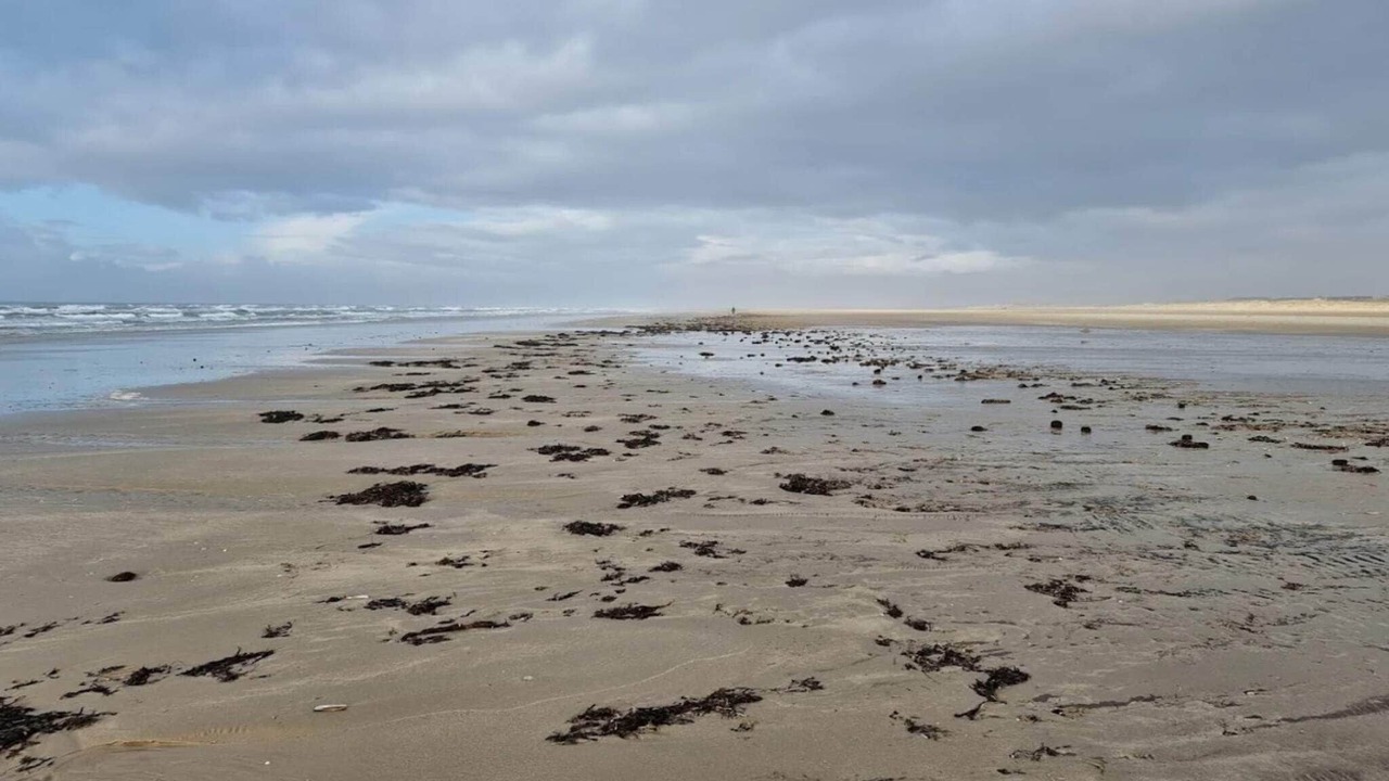 Photo of Others in Rindby Strand