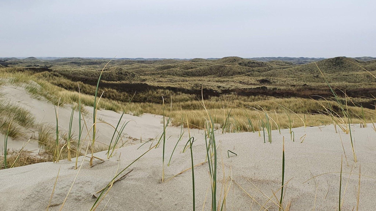 Photo of Others in Blavand Strand