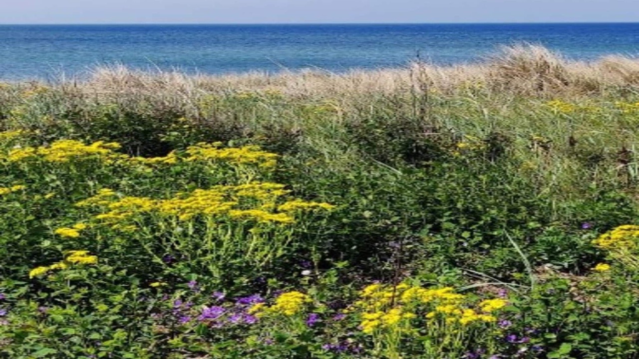 Photo of Outdoor in Dannemare