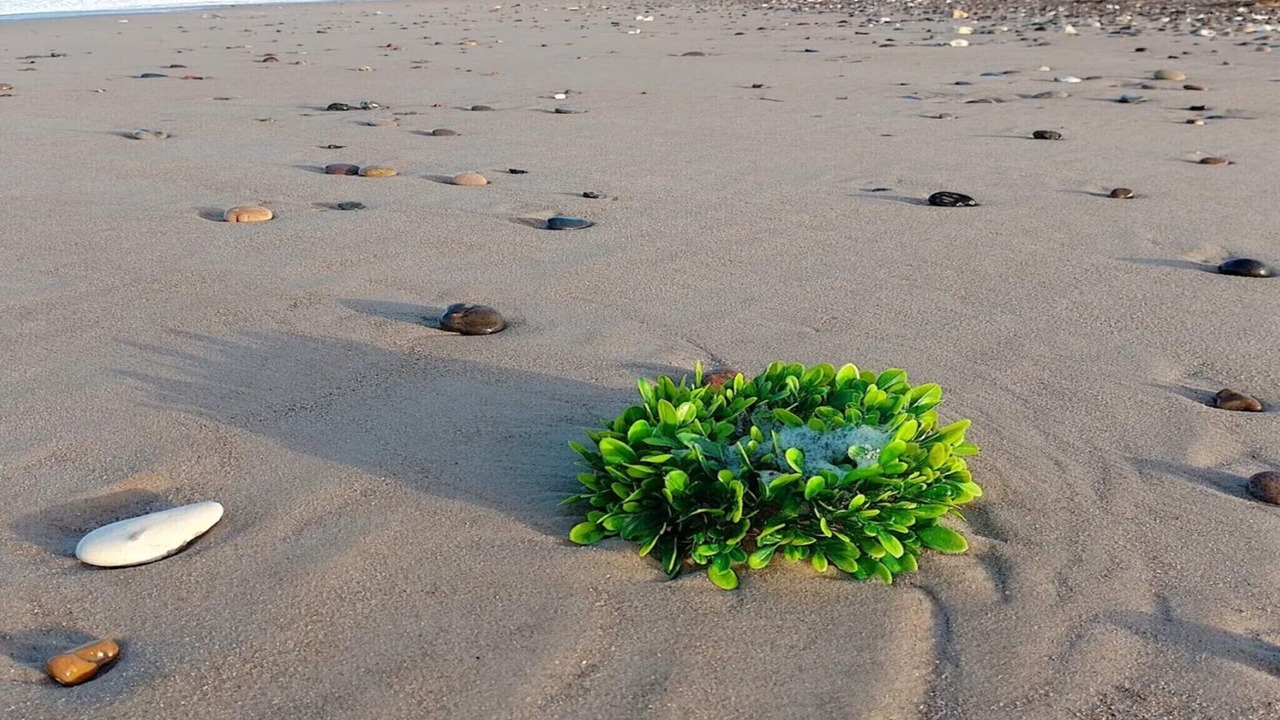 Photo of Others in Torup Strand