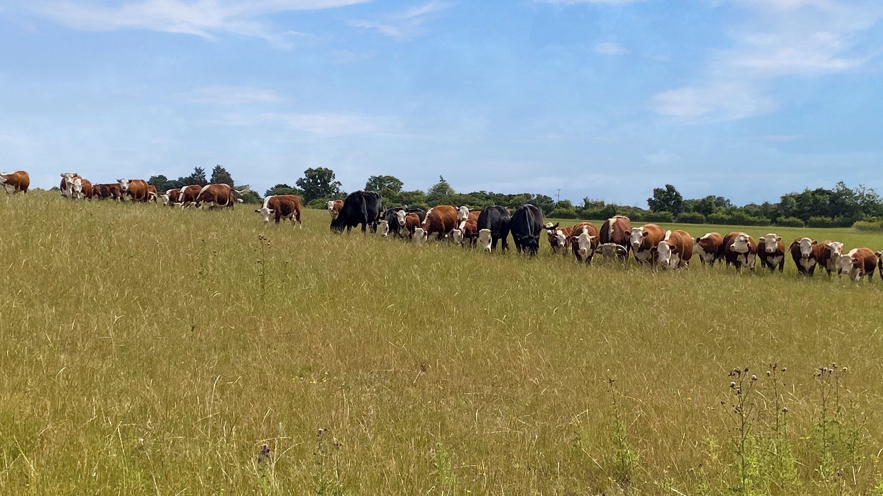 Photo of Others in Ware