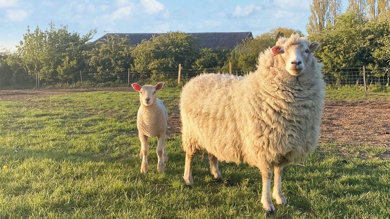 Photo of Others in Ware