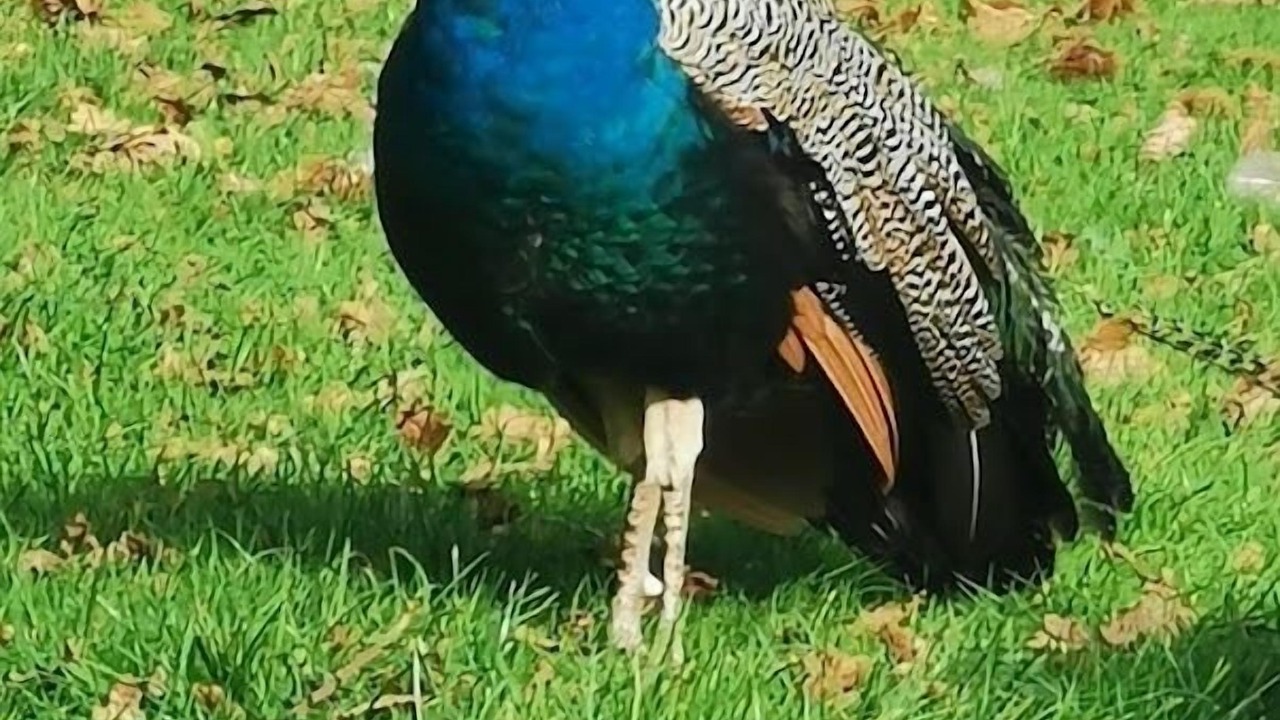 Photo of Others in Liskeard