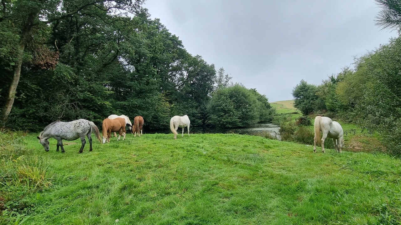 Photo of Others in Liskeard