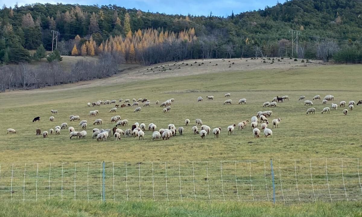 Photo of Others in Barcelonnette