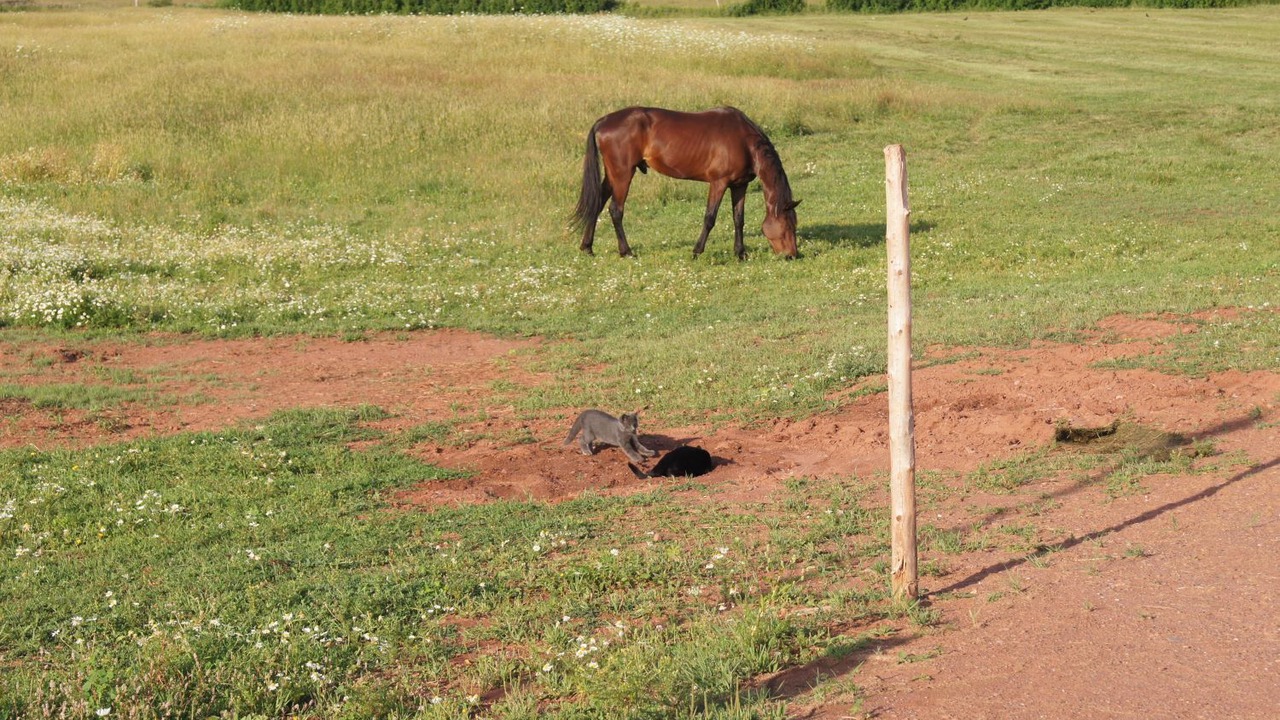 Photo of Outdoor in Prince County