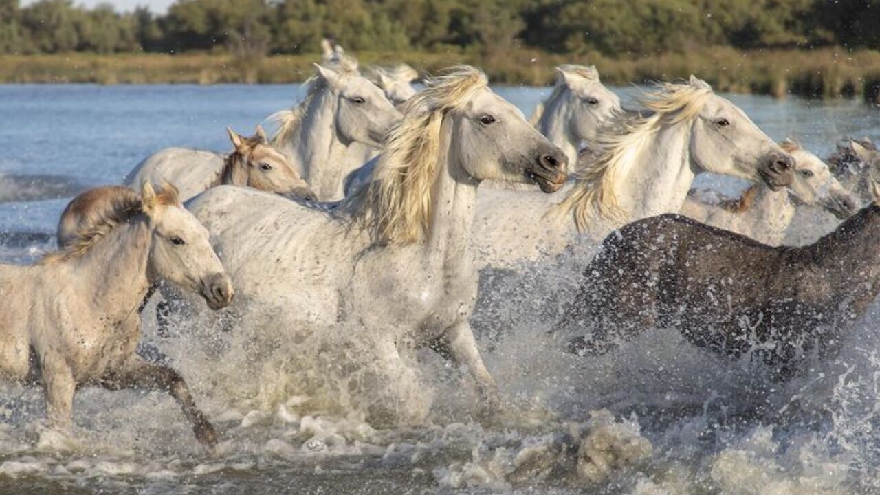 Photo of Others in Aimargues