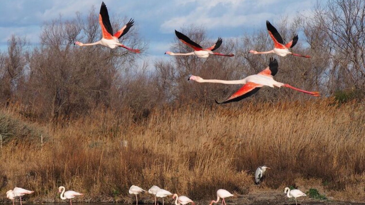 Photo of Others in Aimargues