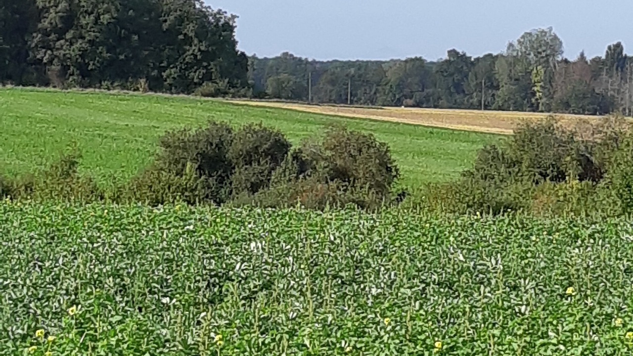 Photo of Others in Chitenay