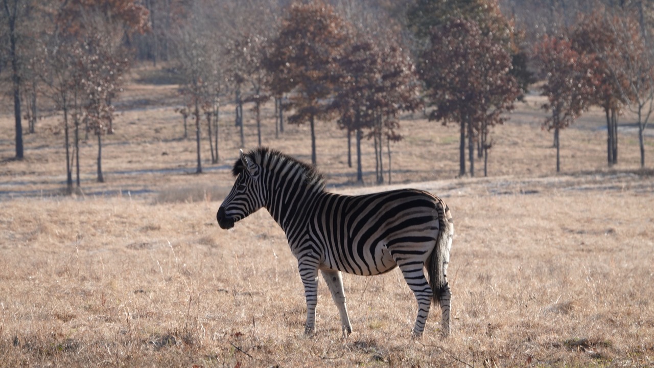 Photo of Others in Stilwell