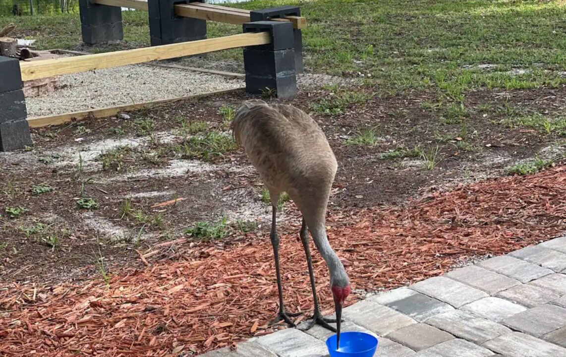 Photo of Others in Deltona Lakes