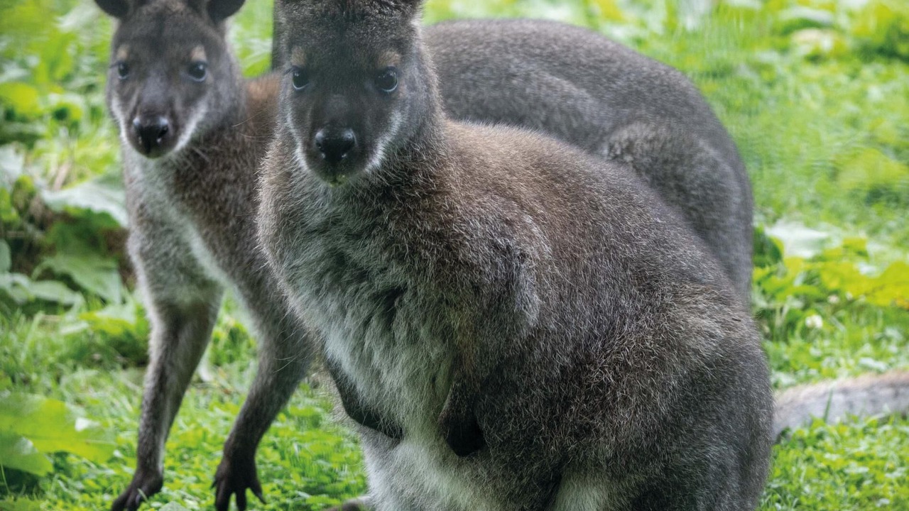 Photo of Others in Pen-y-cae