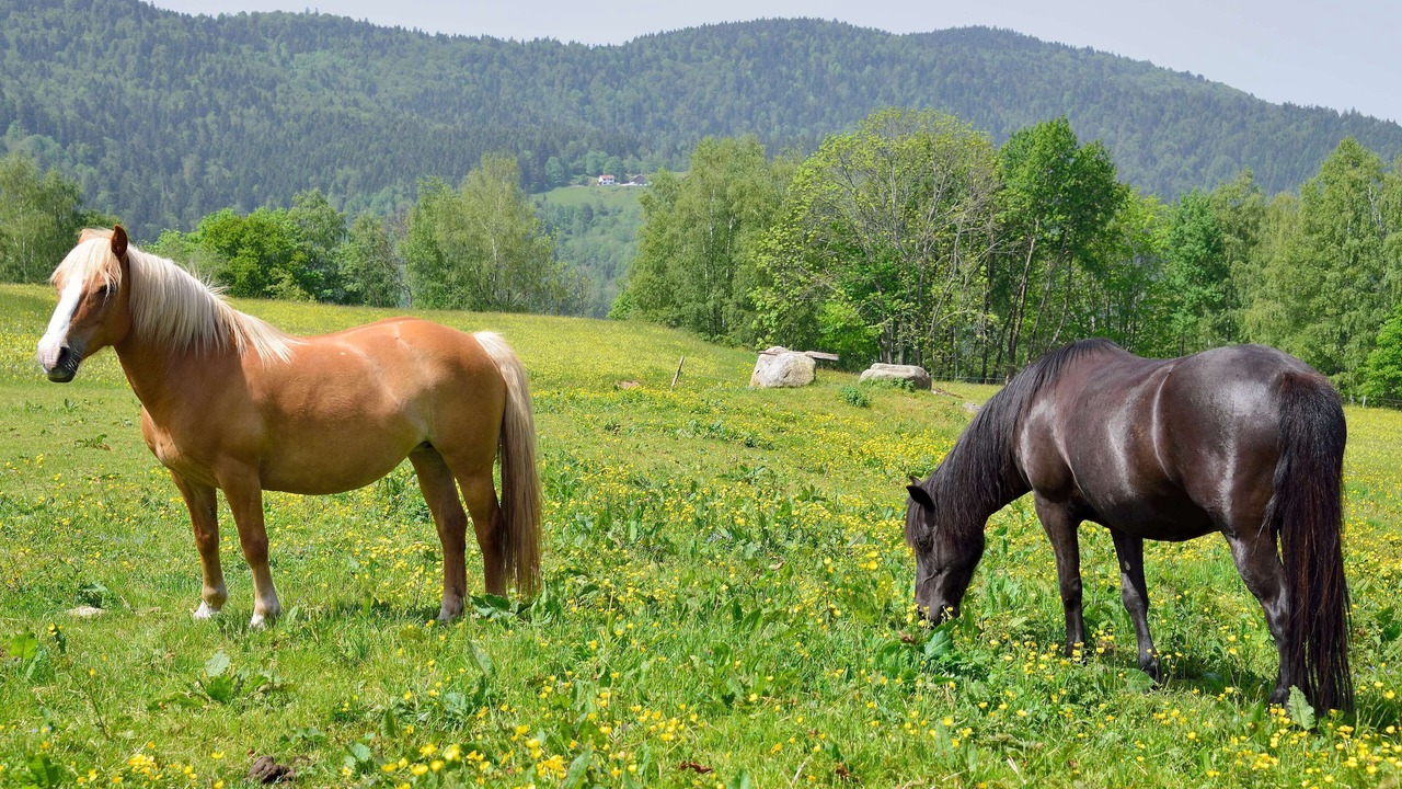 Photo of Others in Saint-Maurice-sur-Moselle