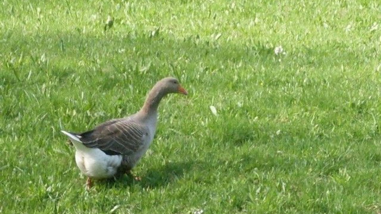 Photo of Others in Ferdrupt