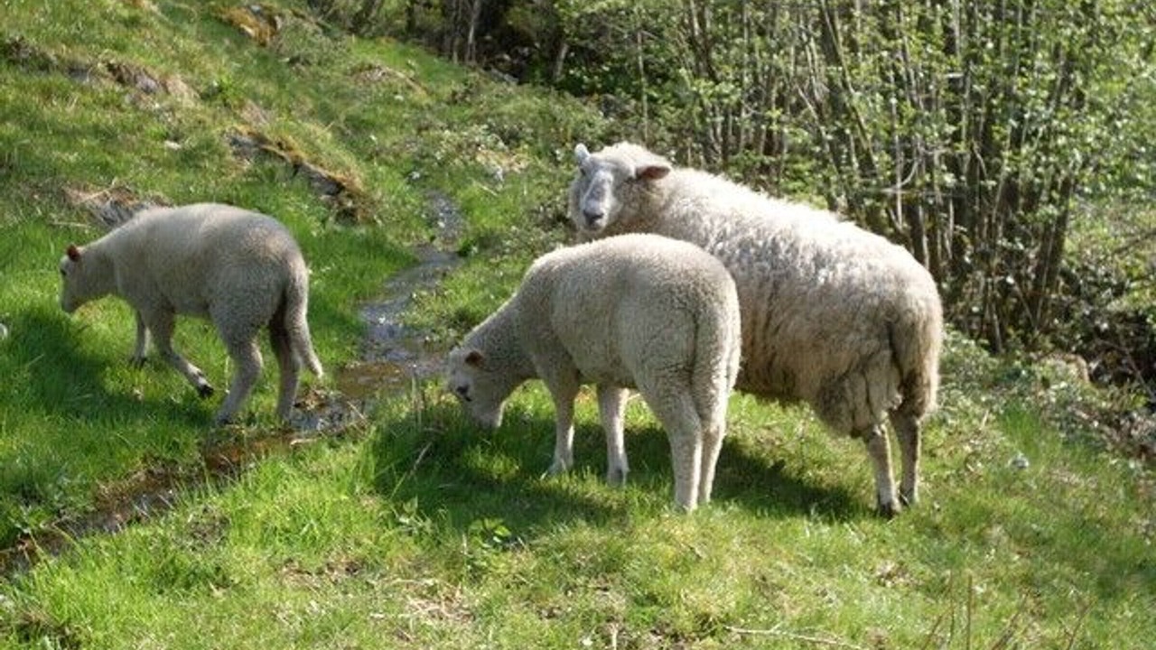 Photo of Others in Ferdrupt