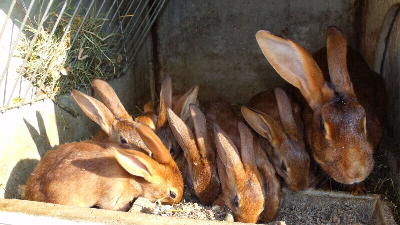 Photo of Others in Ferdrupt