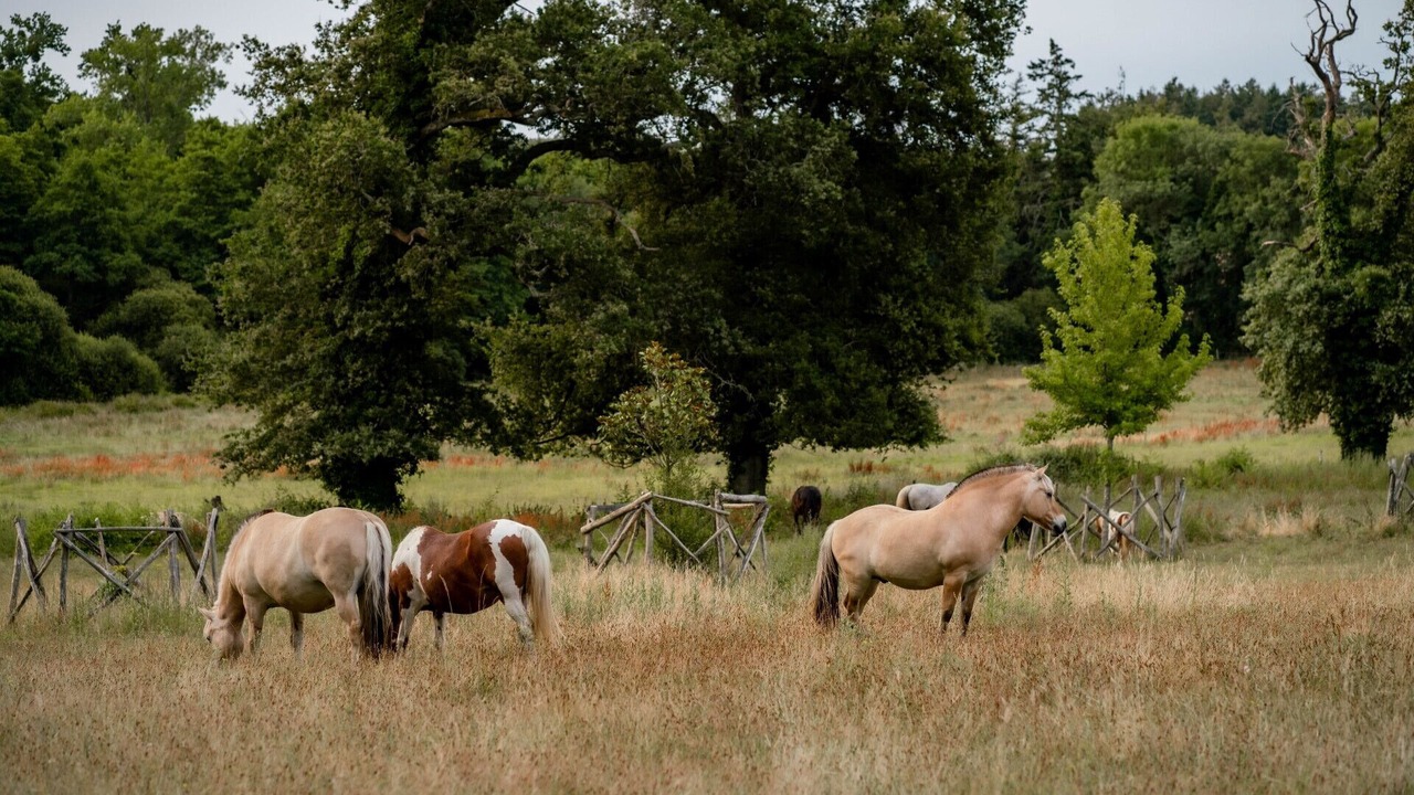 Photo of Others in Saint-Julien-des-Landes