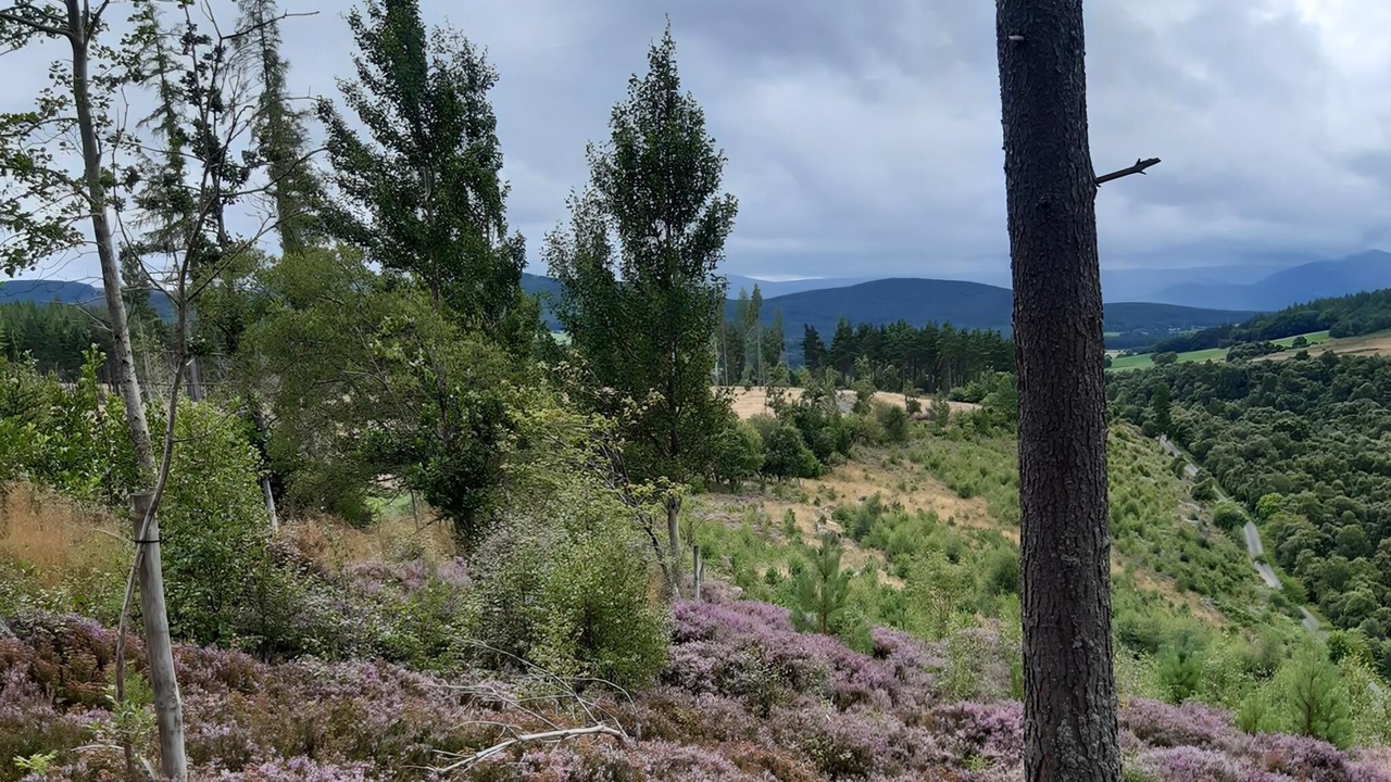 Photo of Others in Grantown-on-Spey