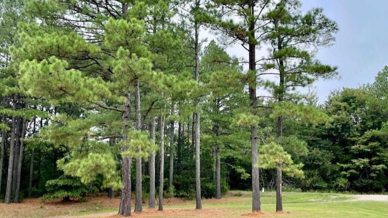 Photo of Others in Cecil