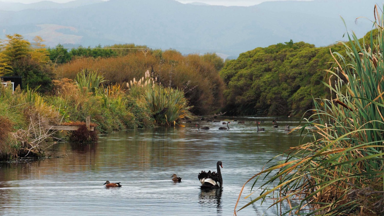 Photo of Others in Otaki Beach