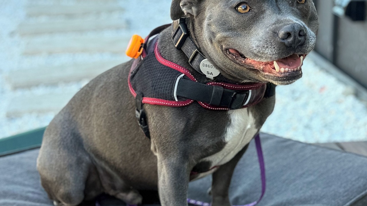 Photo of Others in Nangkita