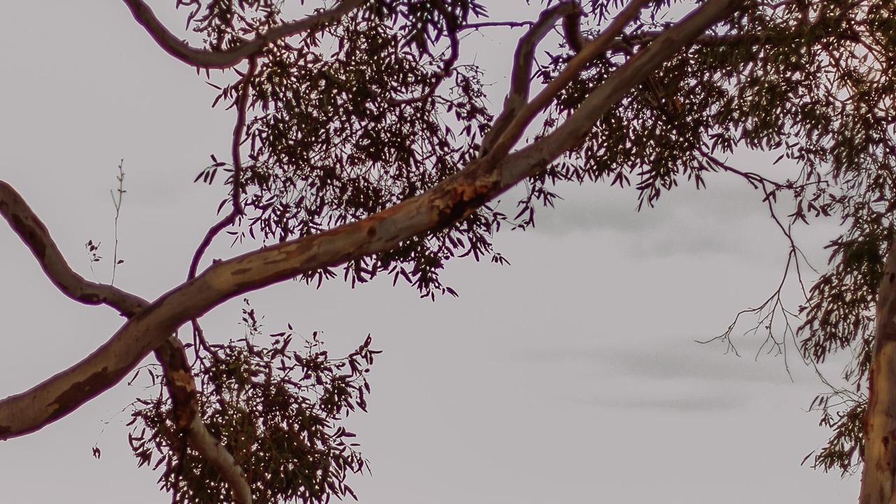 Photo of Outdoor in Willunga