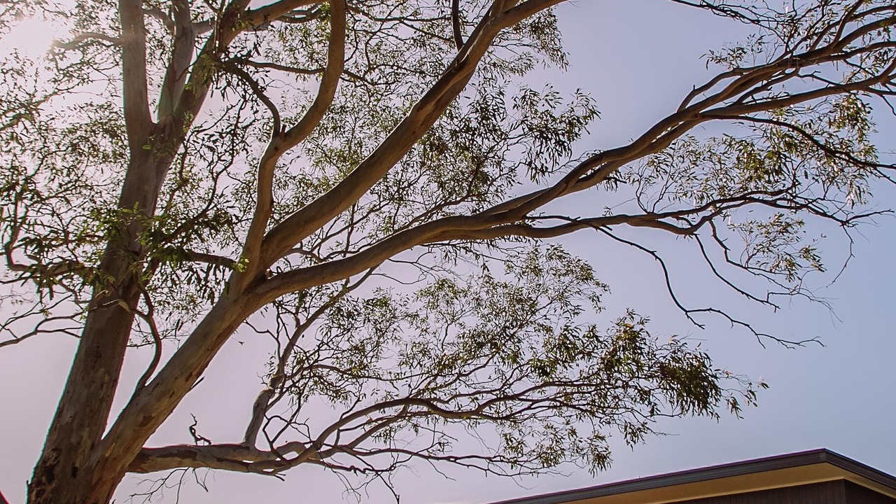 Photo of Outdoor in Willunga